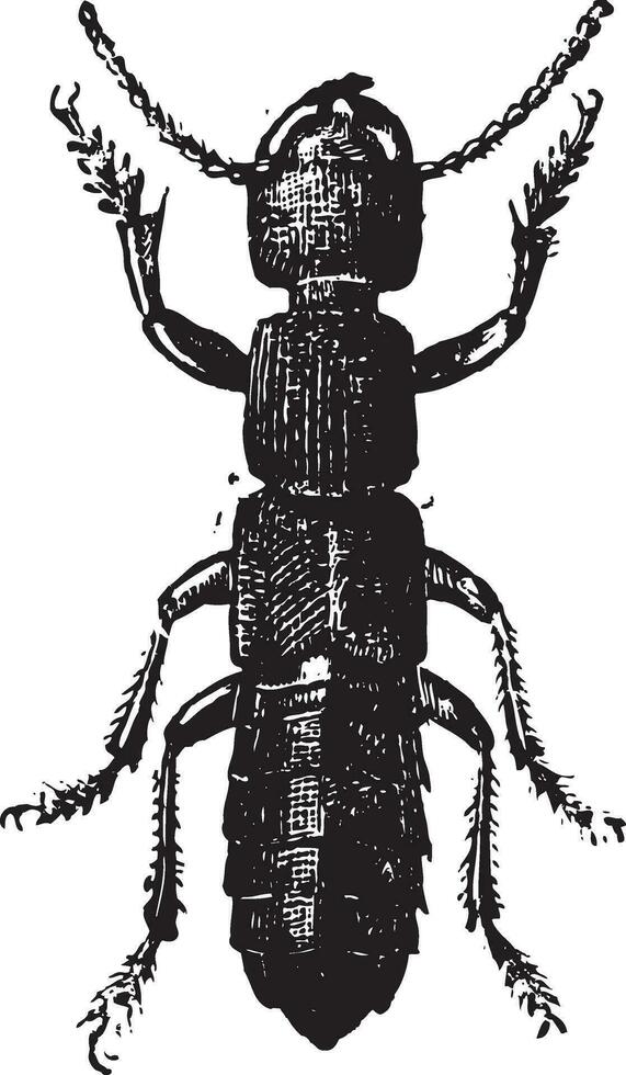 Fig 11. Ocipus Hymenoptera, vintage engraving. vector