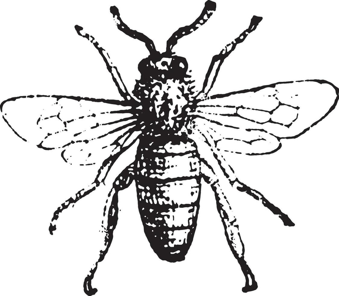 Bee, vintage engraving. vector