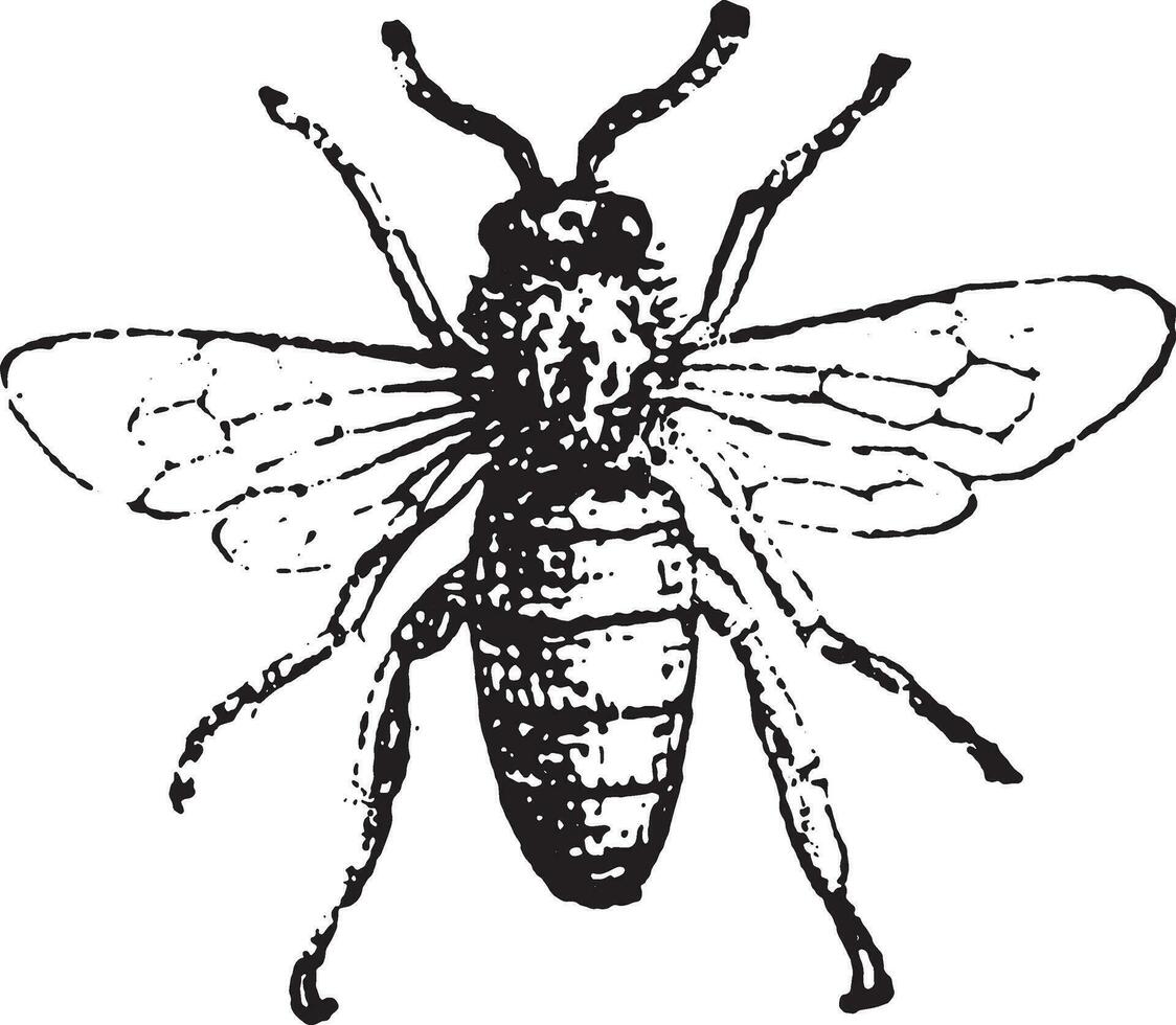 abeja, Clásico grabado. vector