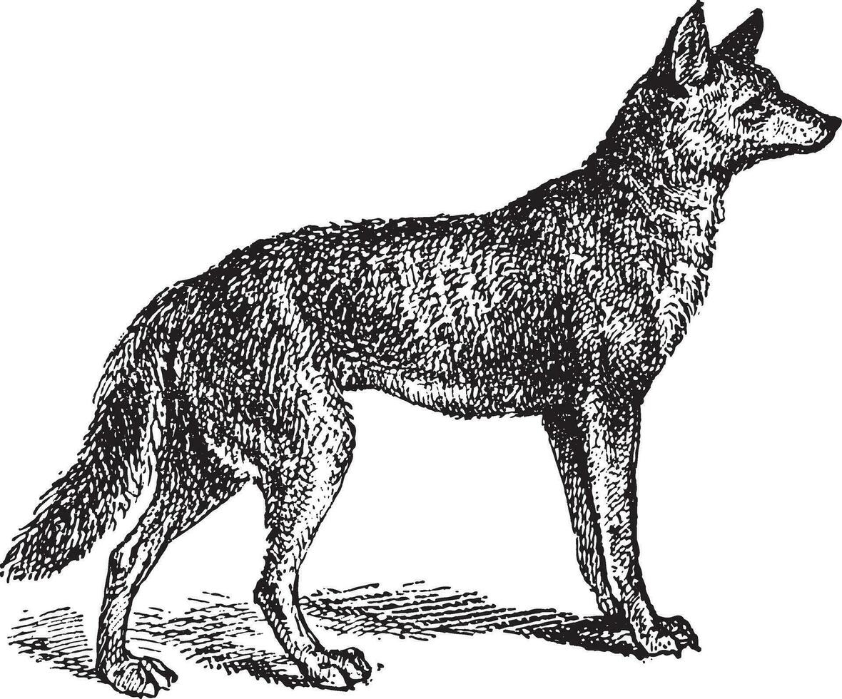 Gray Wolf or Canis lupus, vintage engraving vector