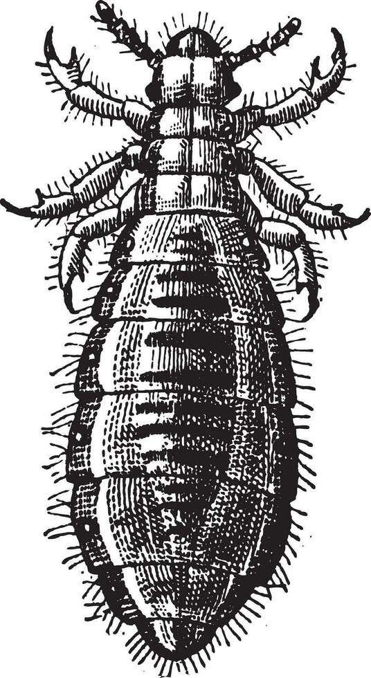 Fig 17. Louse Diptera, vintage engraving. vector