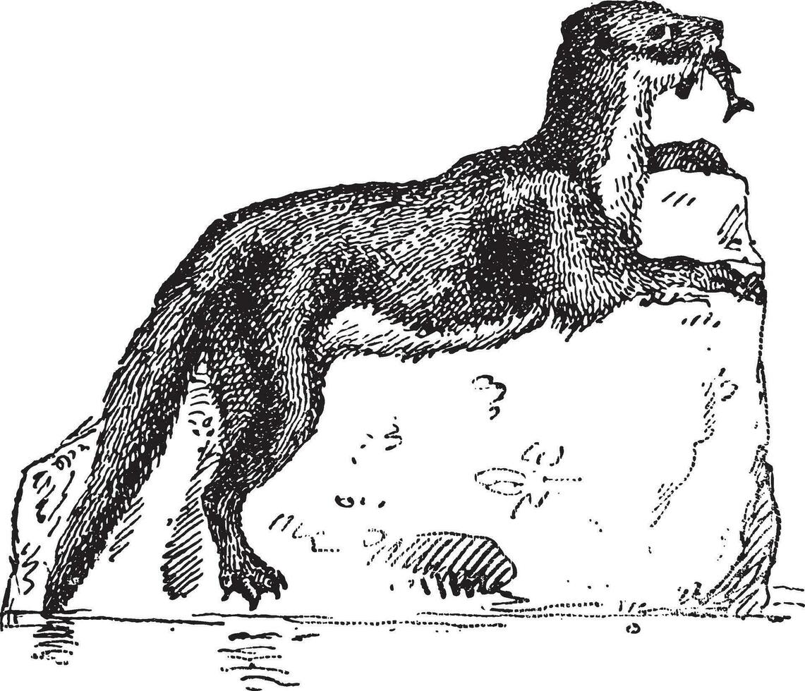 Eurasian Otter or Lutra lutra, vintage engraving vector