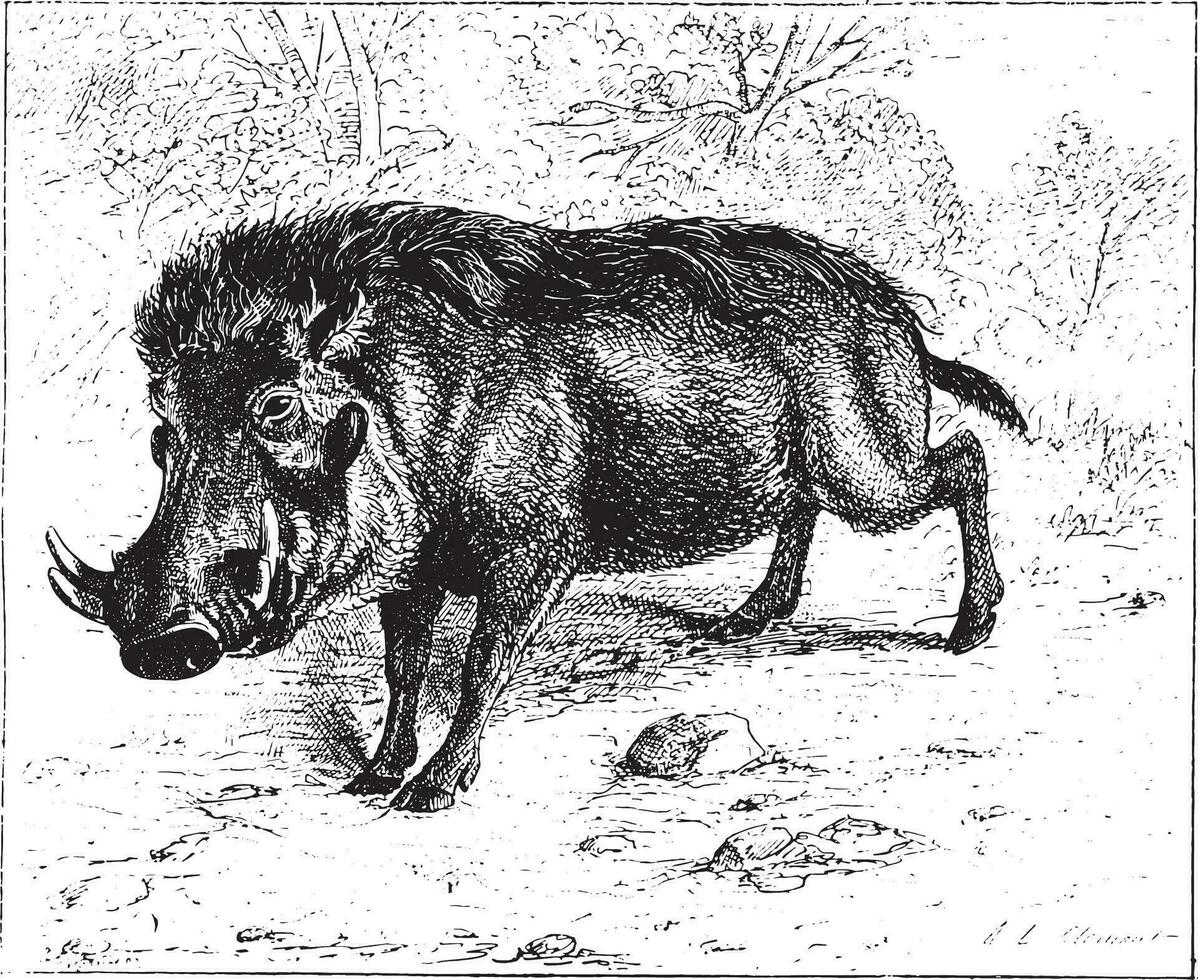 Warthog or common warthog, vintage engraving. vector