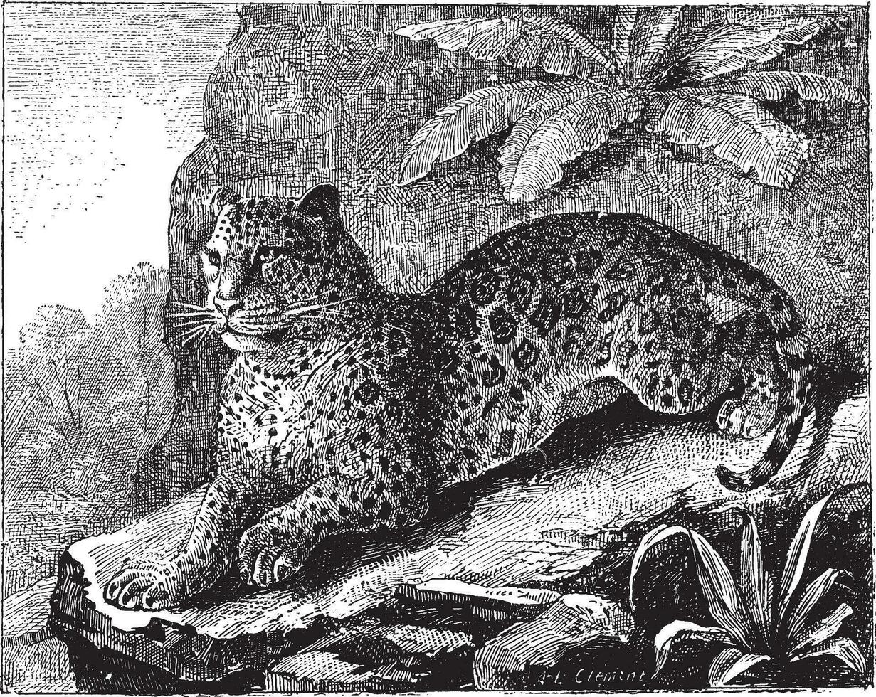 Jaguar, vintage engraving. vector