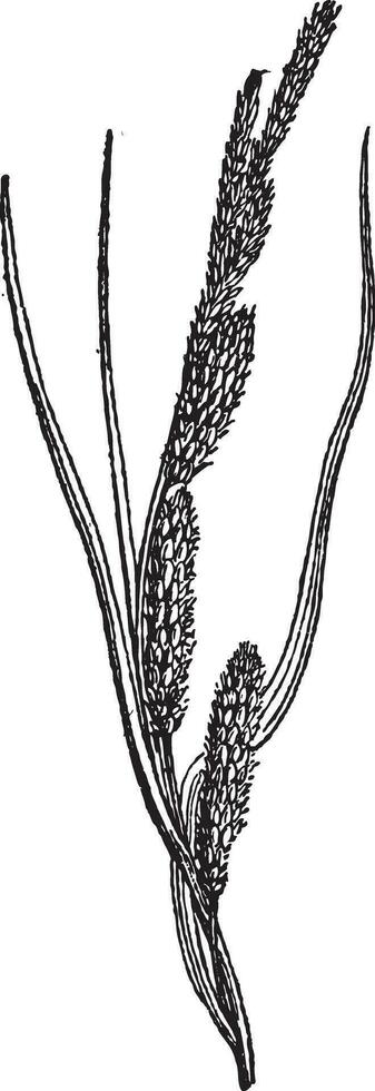 Sedge or Cyperaceae, vintage engraving. vector