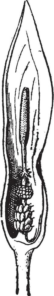 Fig.15. Arum, vintage engraving. vector