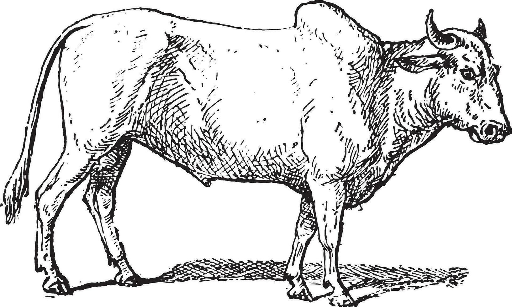 Zebu or Humped cattle, vintage engraving. vector