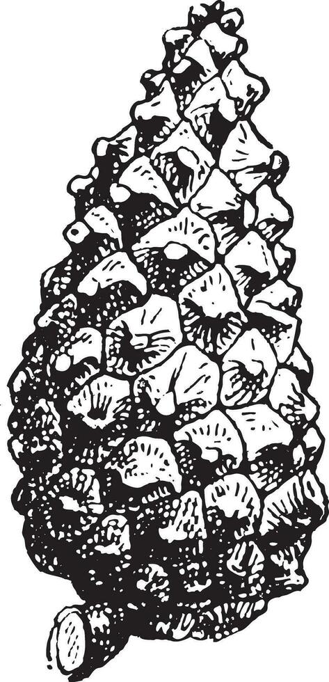 Fig. 16. Pine, vintage engraving. vector