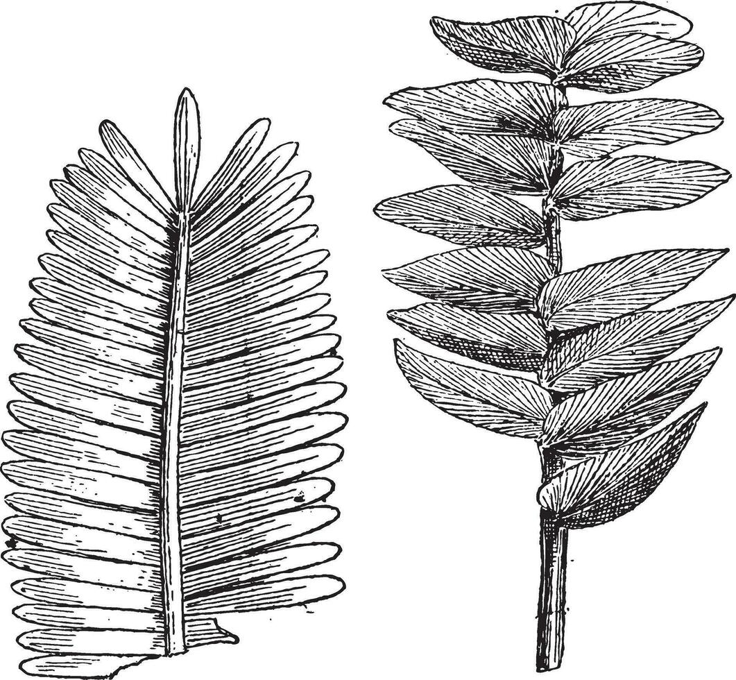 jurásico edad, pterophyllum jaegeri, otozamitas decoro, Clásico grabado. vector