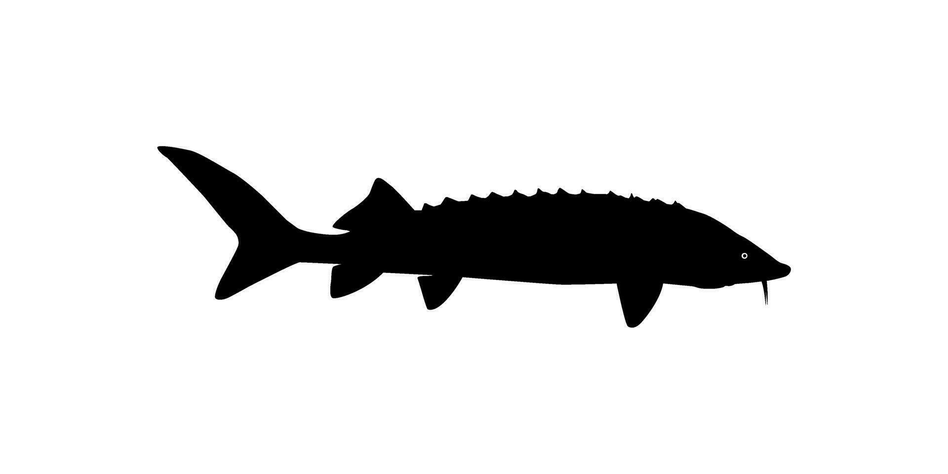 beluga esturión o huso pescado silueta, pescado cuales Produce prima y costoso caviar, para logo tipo, Arte ilustración, pictograma, aplicaciones, sitio web o gráfico diseño elemento. vector ilustración