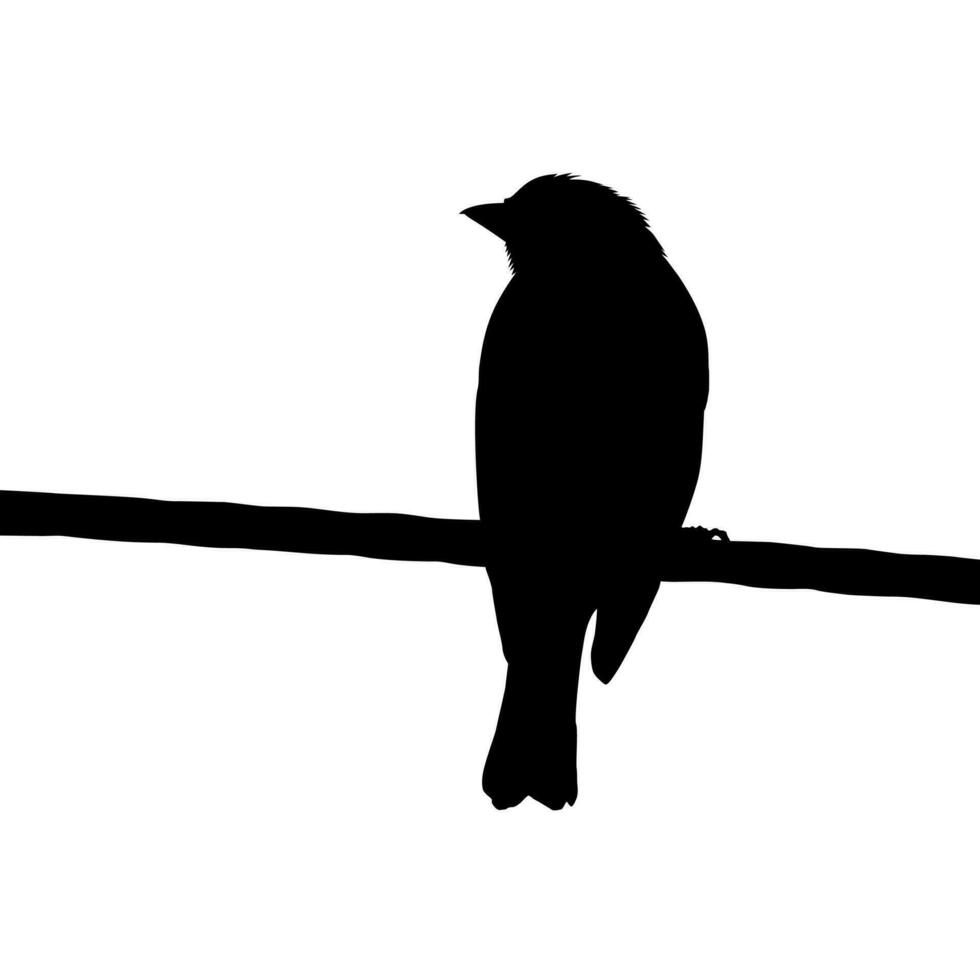 Silhouette of the Bird Perched on the Electrical Wire Base on my Photography. Vector Illustration