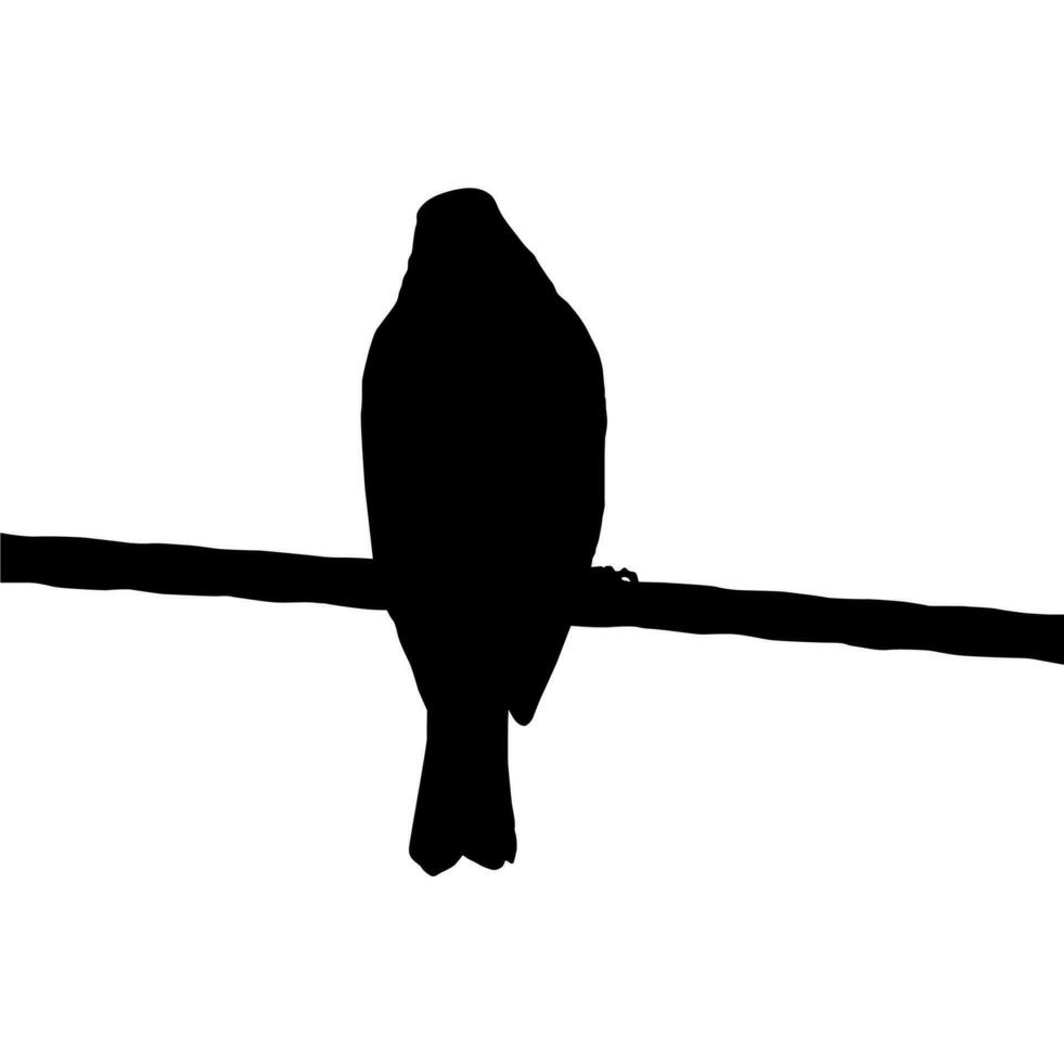 Silhouette of the Bird Perched on the Electrical Wire Base on my Photography. Vector Illustration