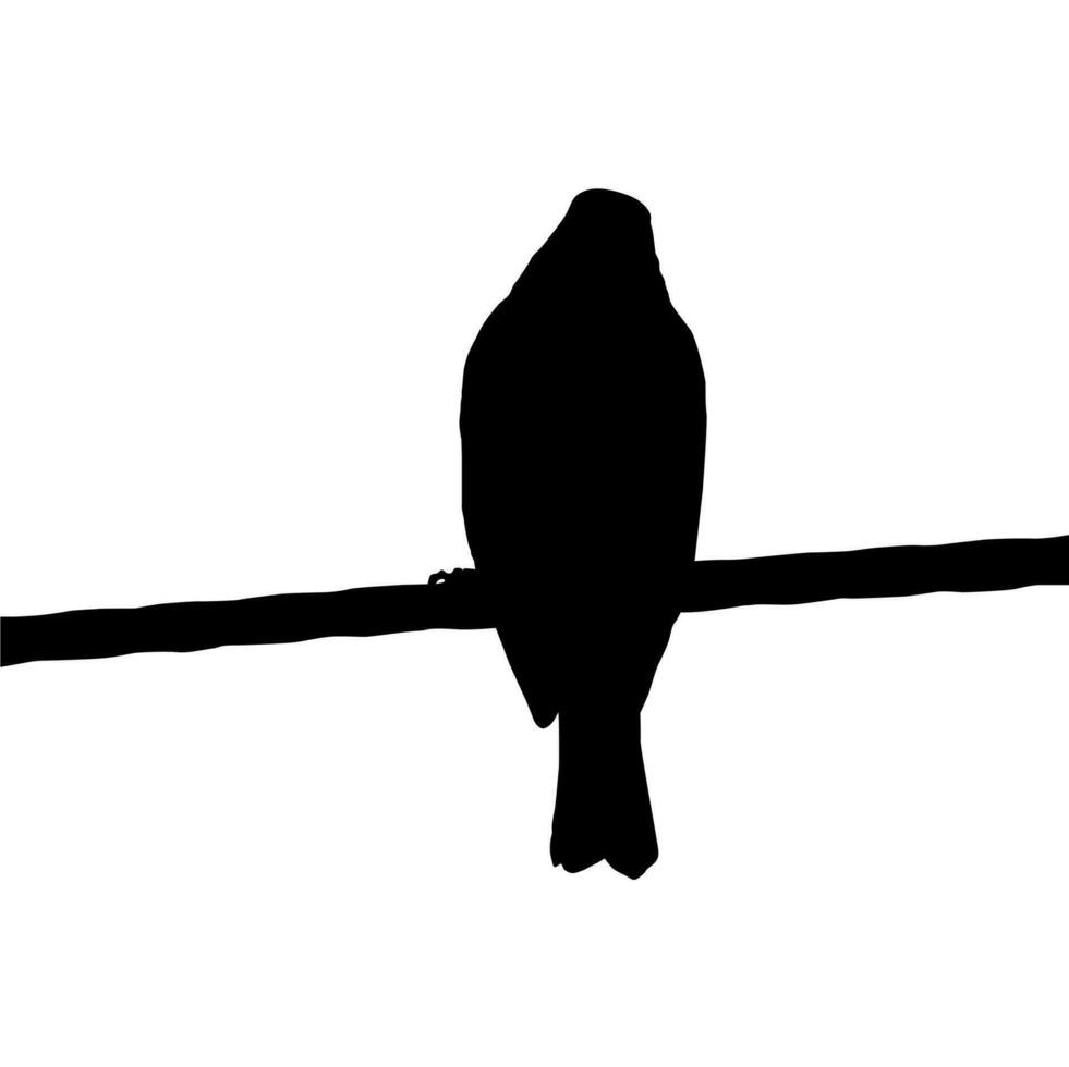 Silhouette of the Bird Perched on the Electrical Wire Base on my Photography. Vector Illustration