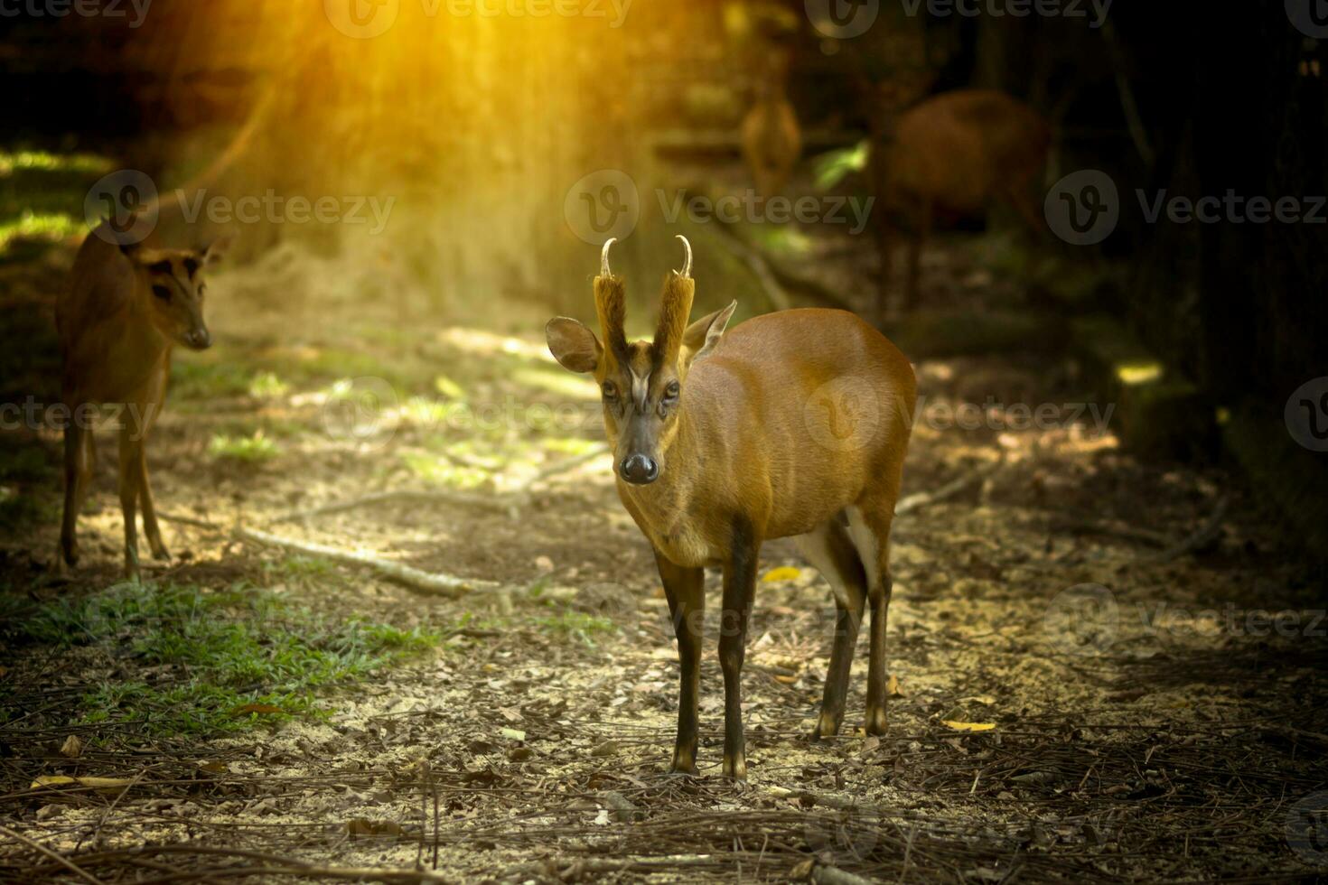 Muntiacus muntjak or fea's barking deer. photo