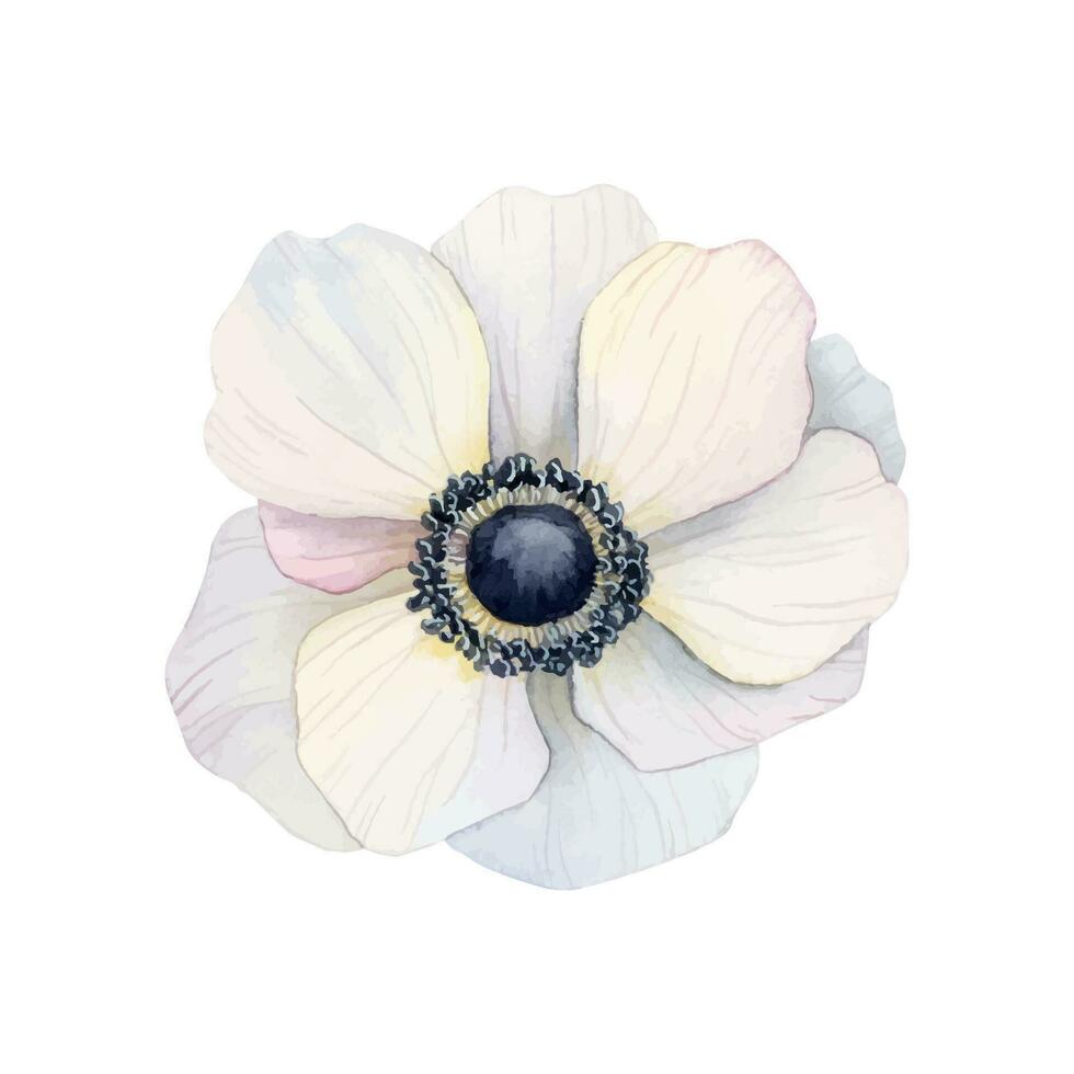 White anemone flower watercolor poppy flower vector