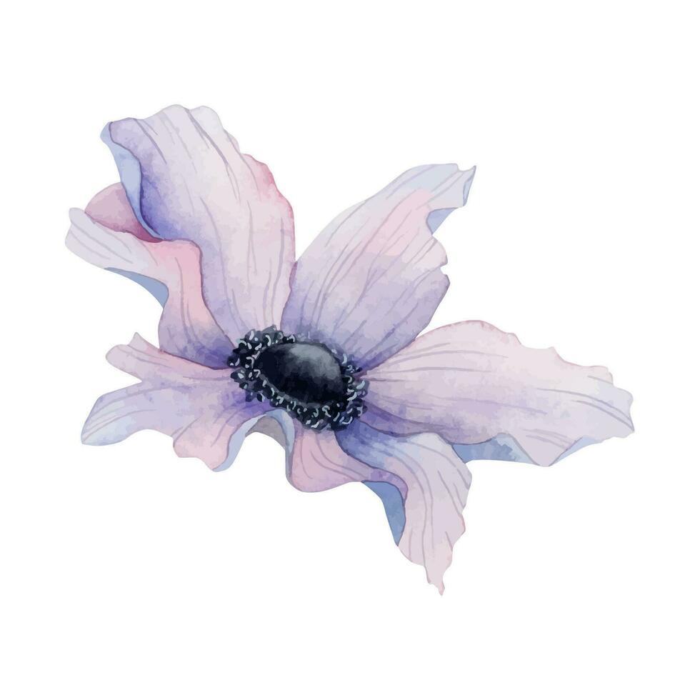 púrpura anémona flor primavera acuarela dibujo vector