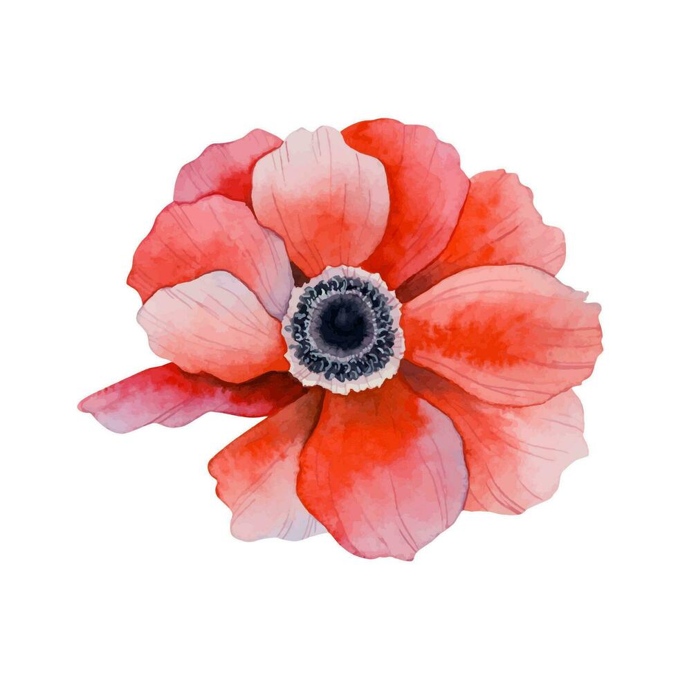 Red anemone flower watercolor floral illustration vector