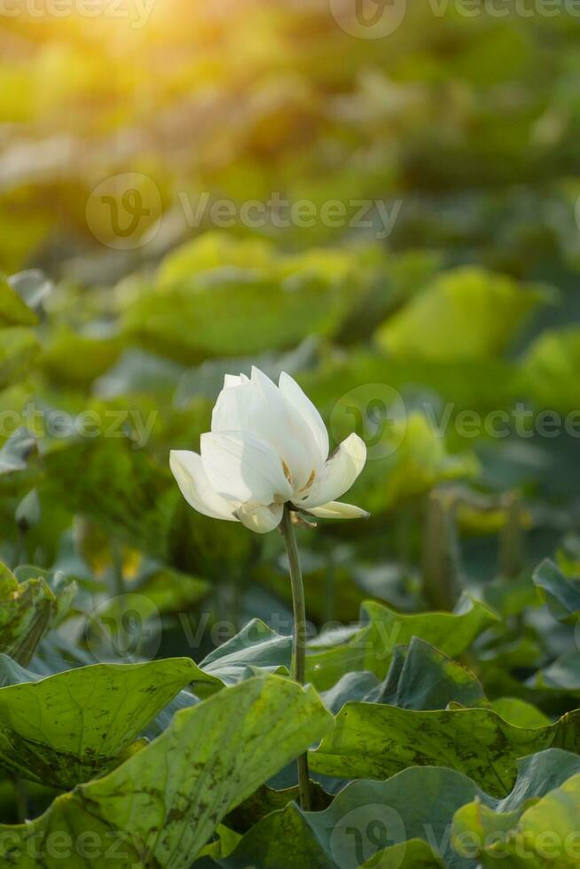 Beautiful white lotus flower. photo