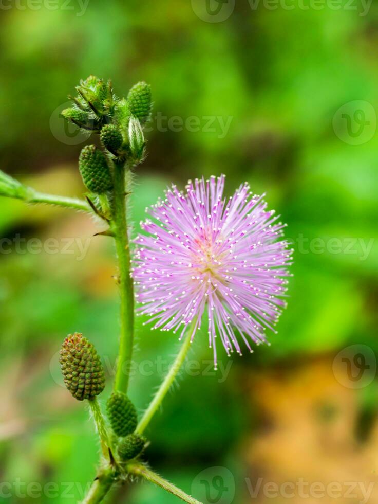 Sensitive flower. mimosa pudica plant photo