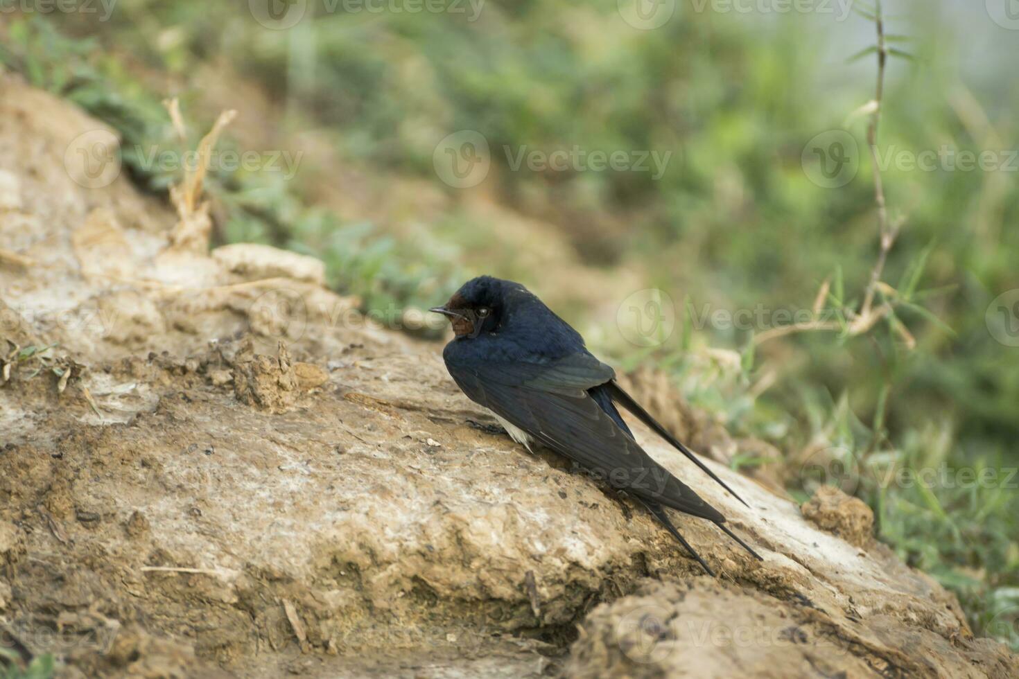 Barn Swallow Hirundo rustica on the ground. photo