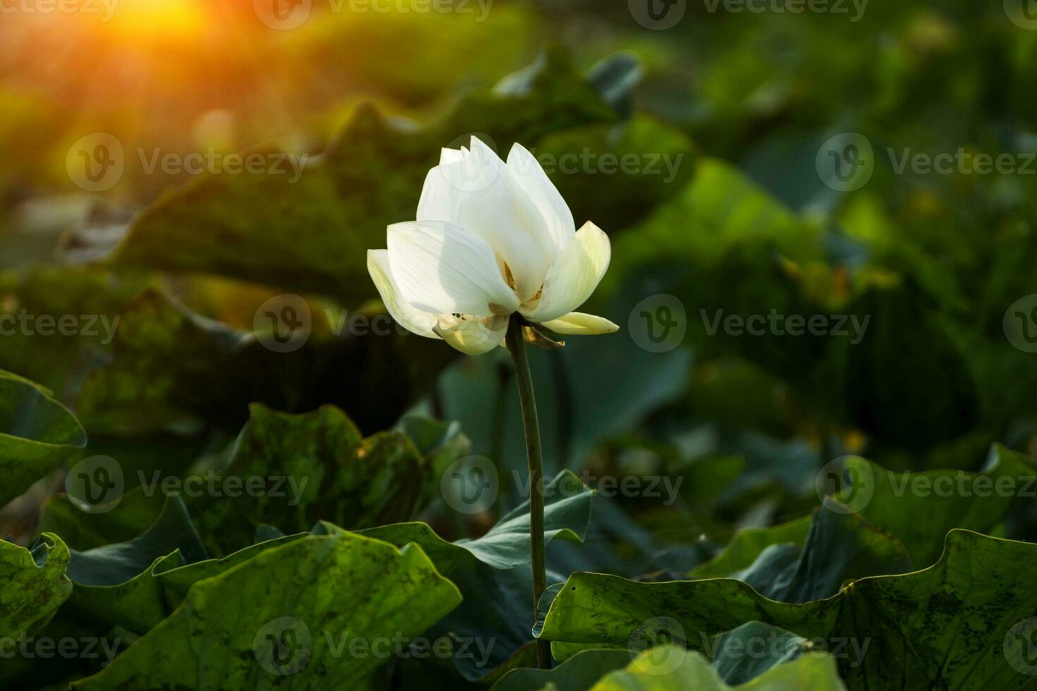 Beautiful white lotus flower. photo