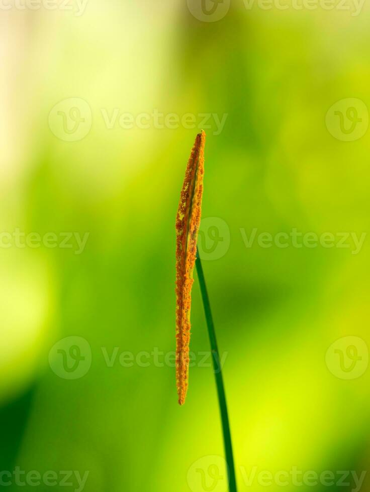 Close-up of pollen photo