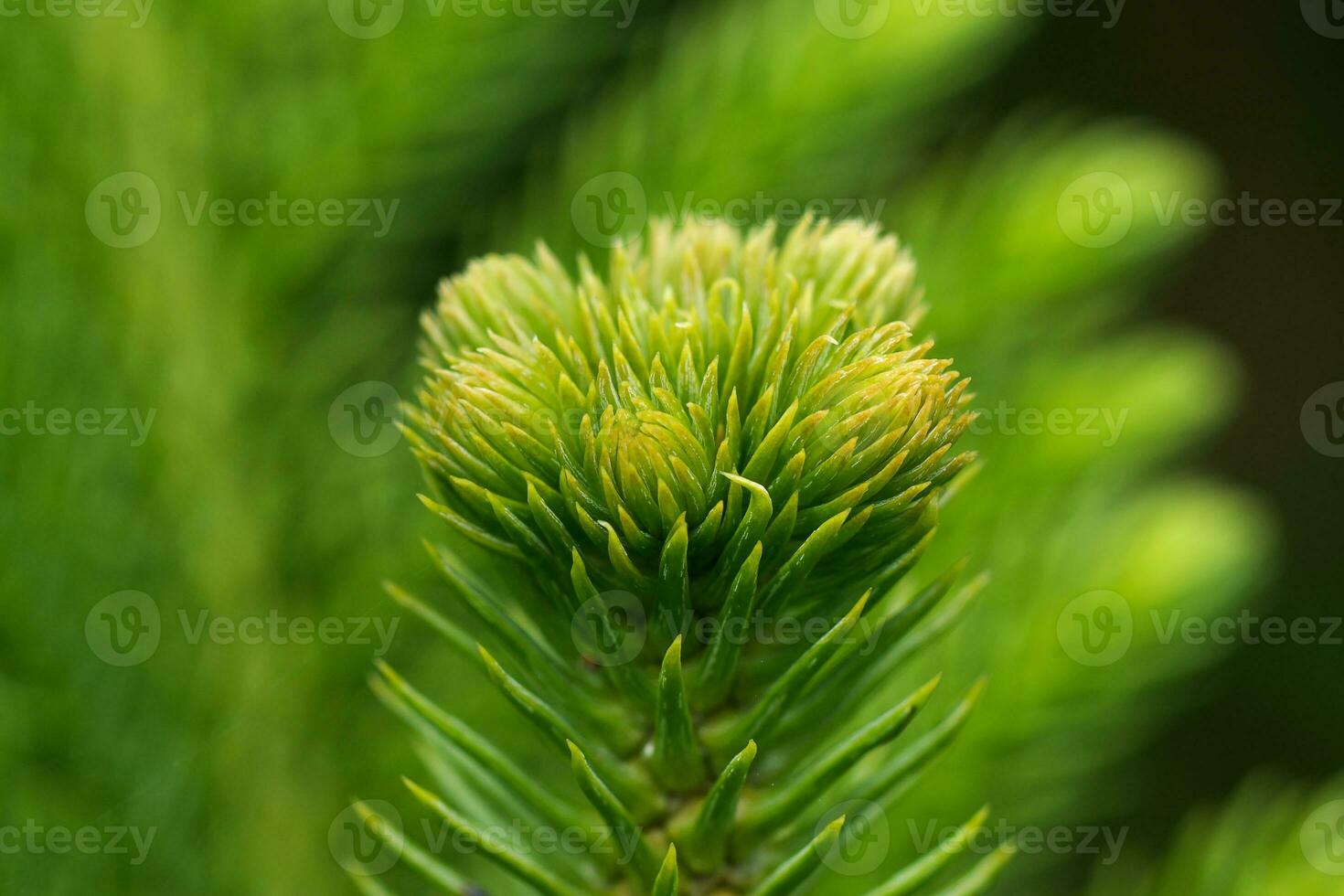 Araucaria heterophylla - Norfolk Island Pine macro photo