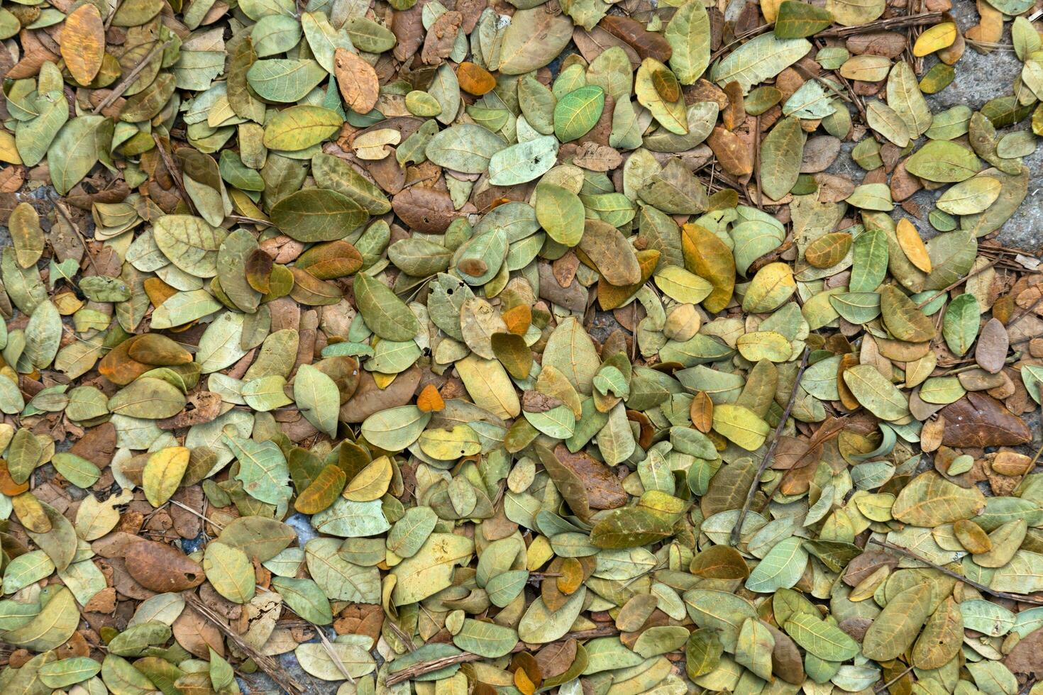 Dry leaves of the rain tree For use as fertilizer. photo