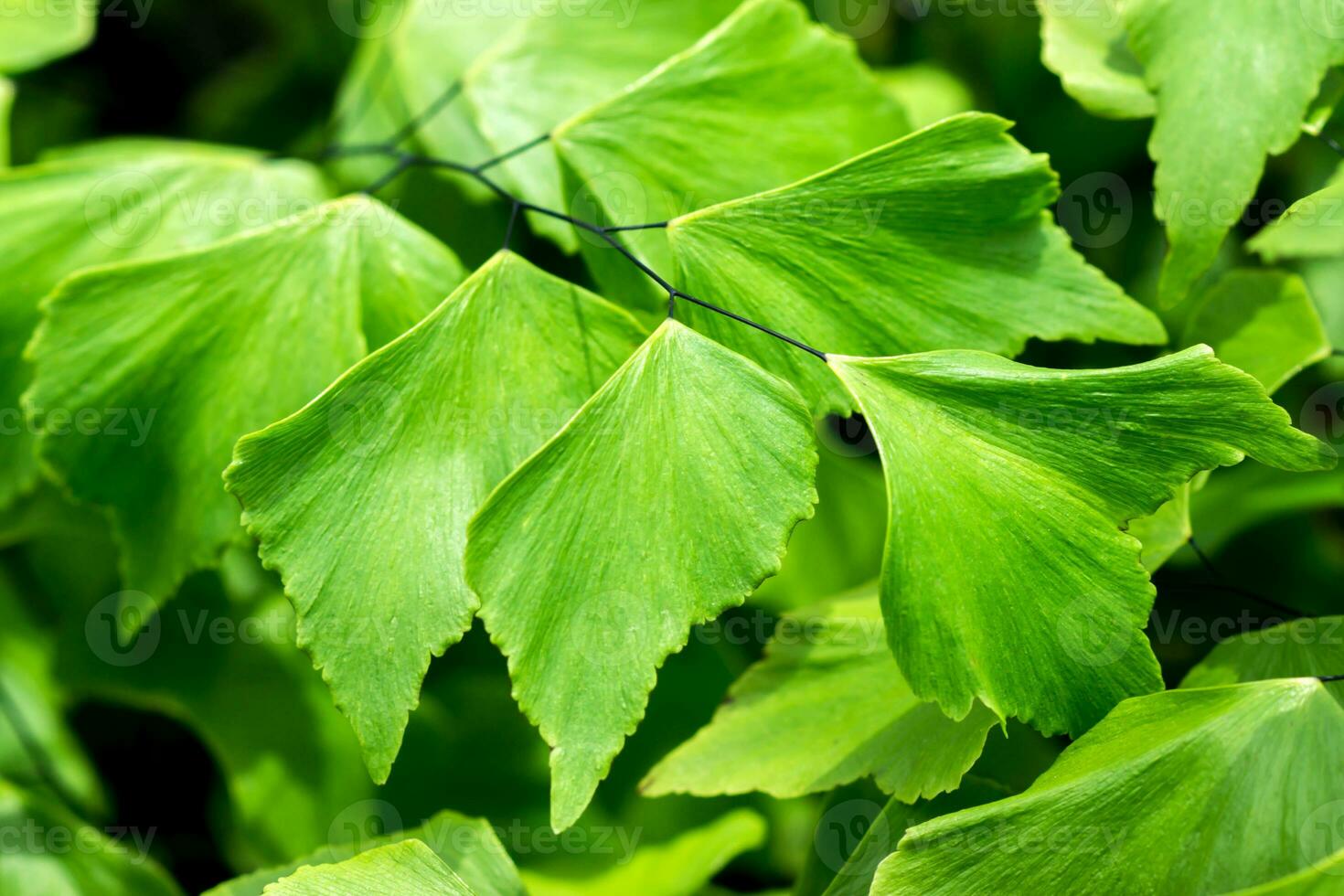 Maidenhair Fern's leaves. photo