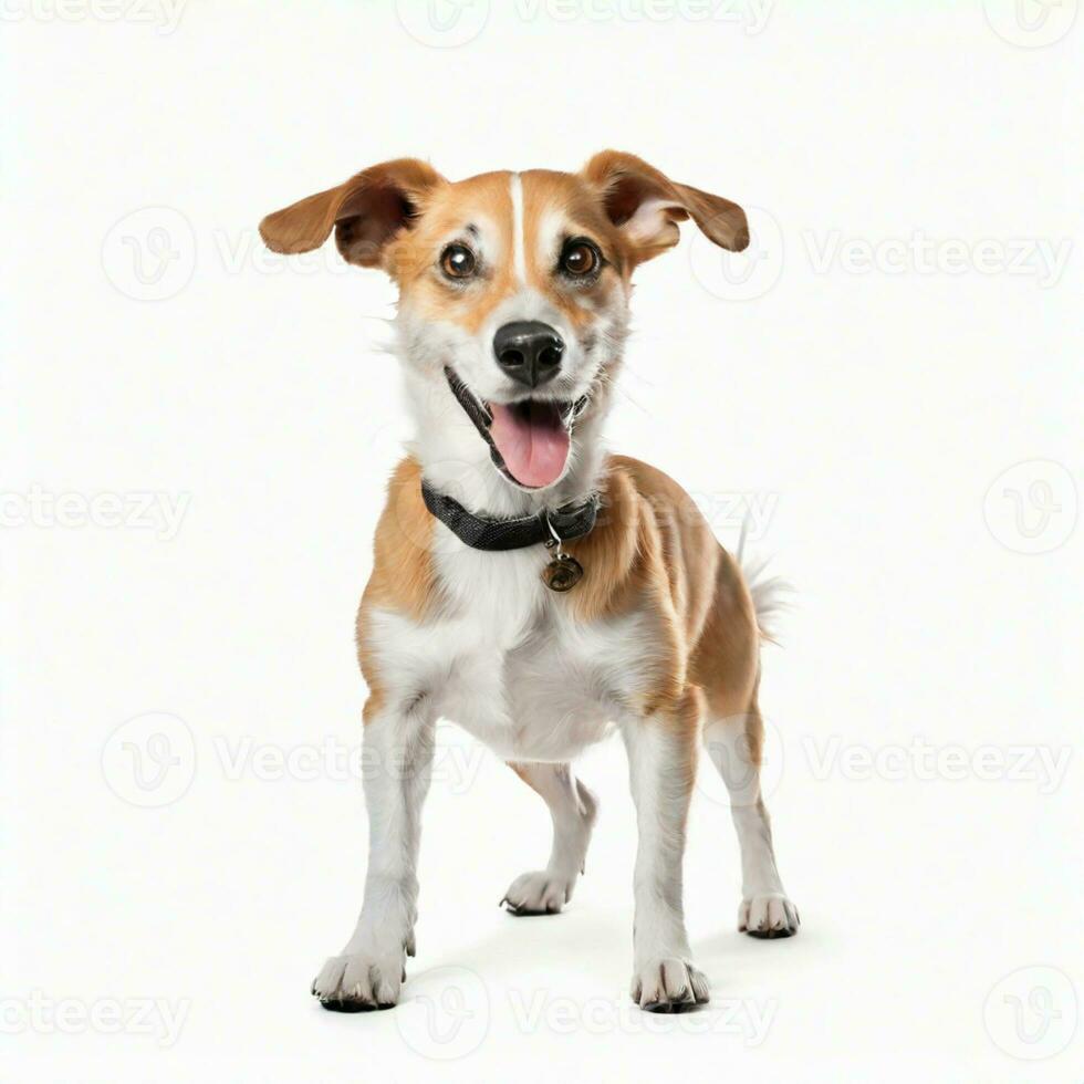 AI generated DOG STUDIO PHOTOGRAPHY photo