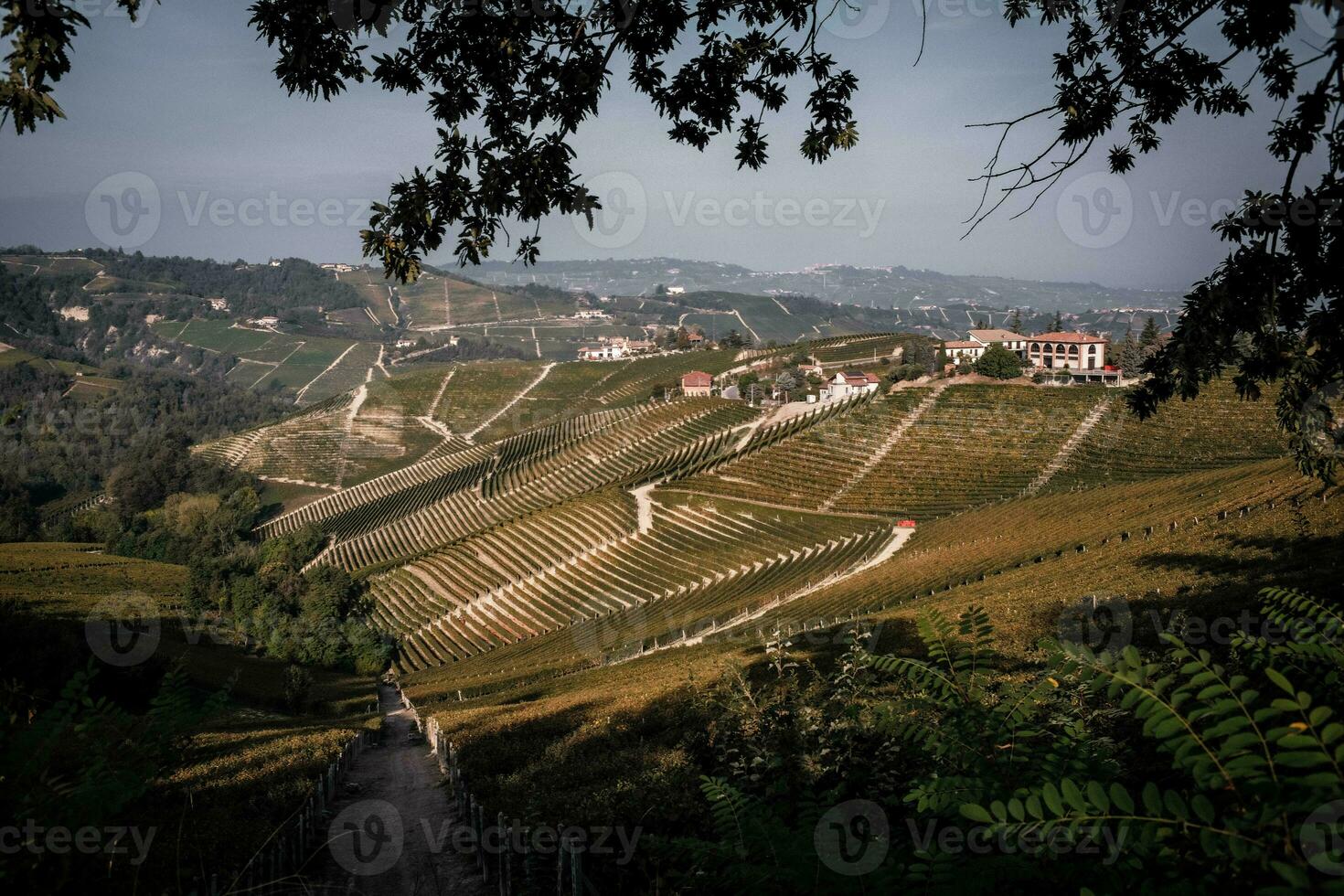 landscapes of the Piedmontese Langhe. the vineyards of serralunga d'alba in the autumn of 2023, immediately after the grape harvest photo