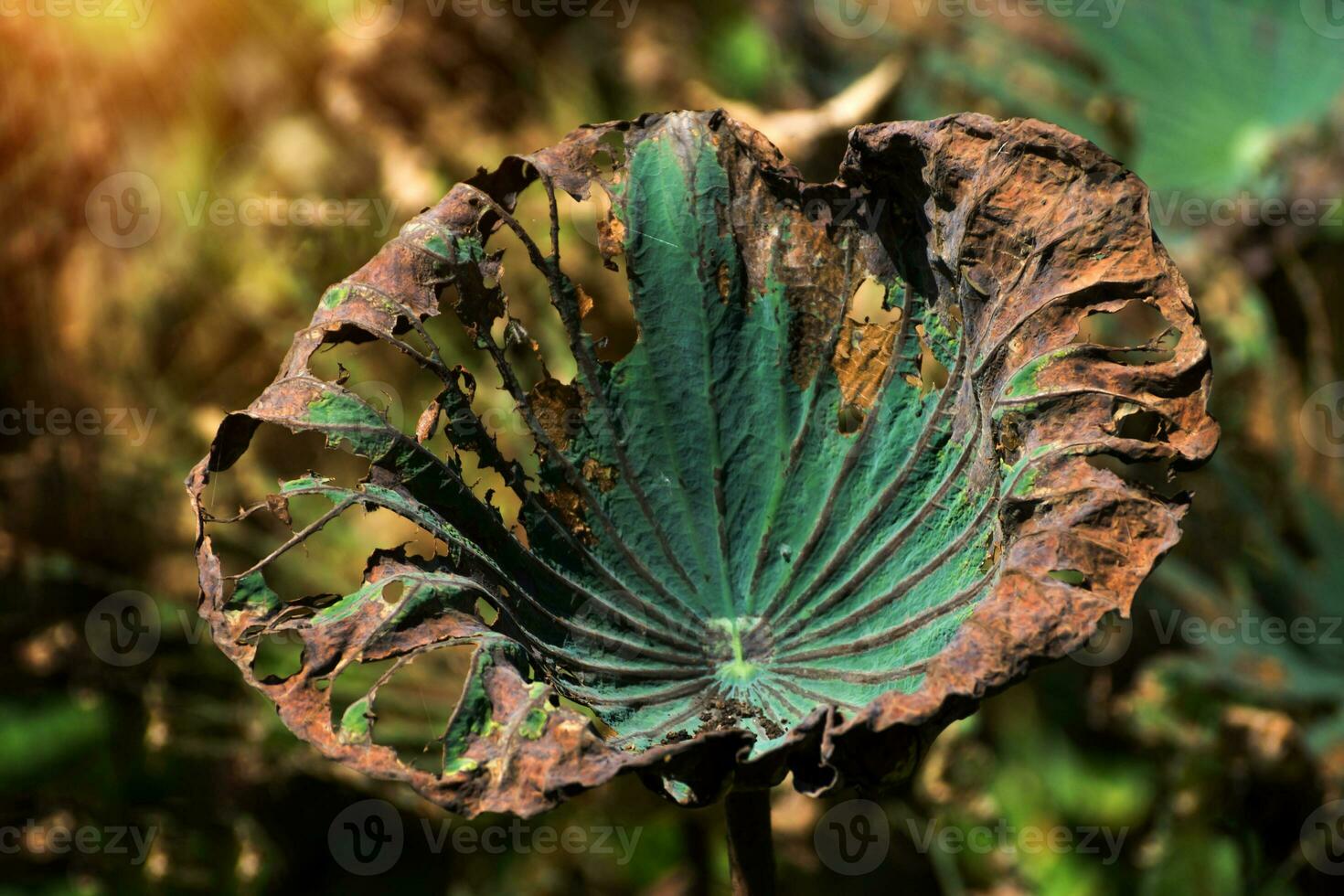 Dried lotus leaves in pond photo