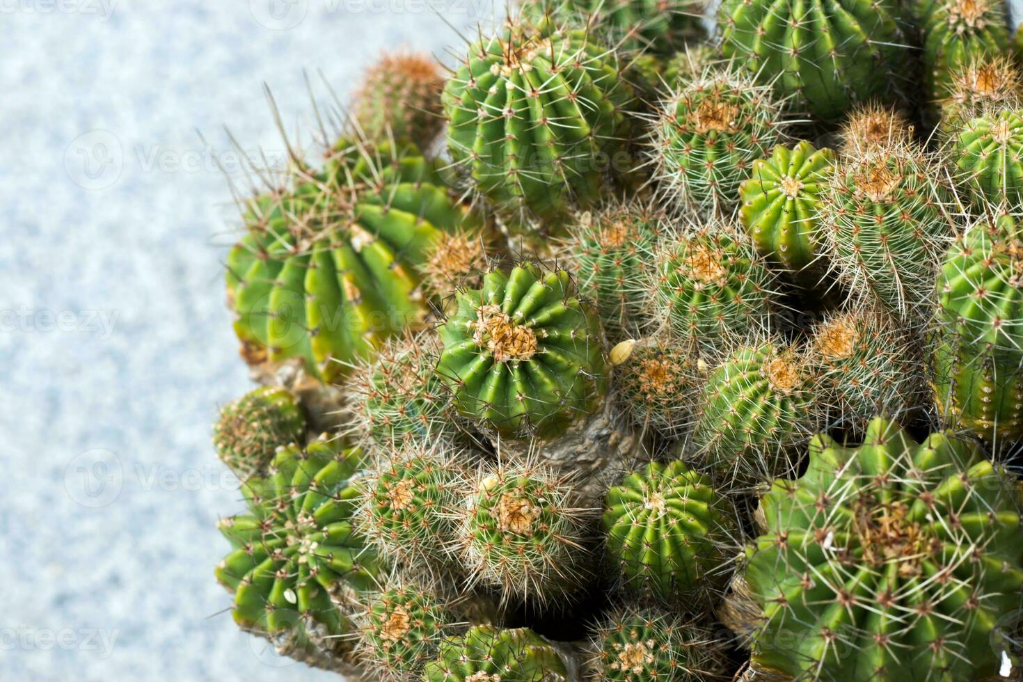 Close up of Cactus Plant photo