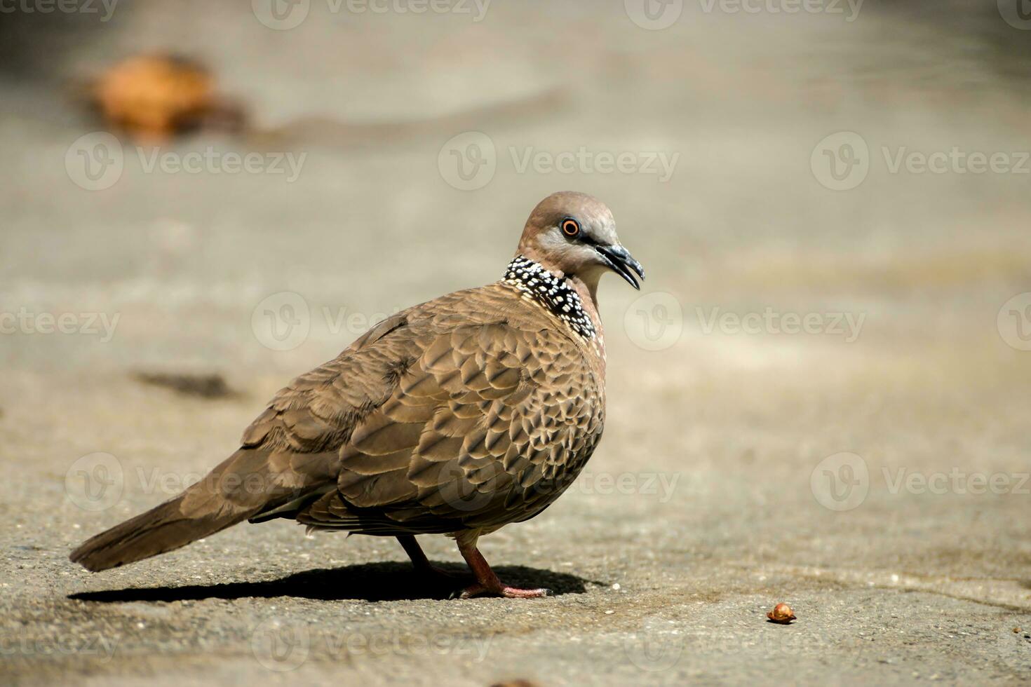 Spotted Dove Streptopelia chinensis photo