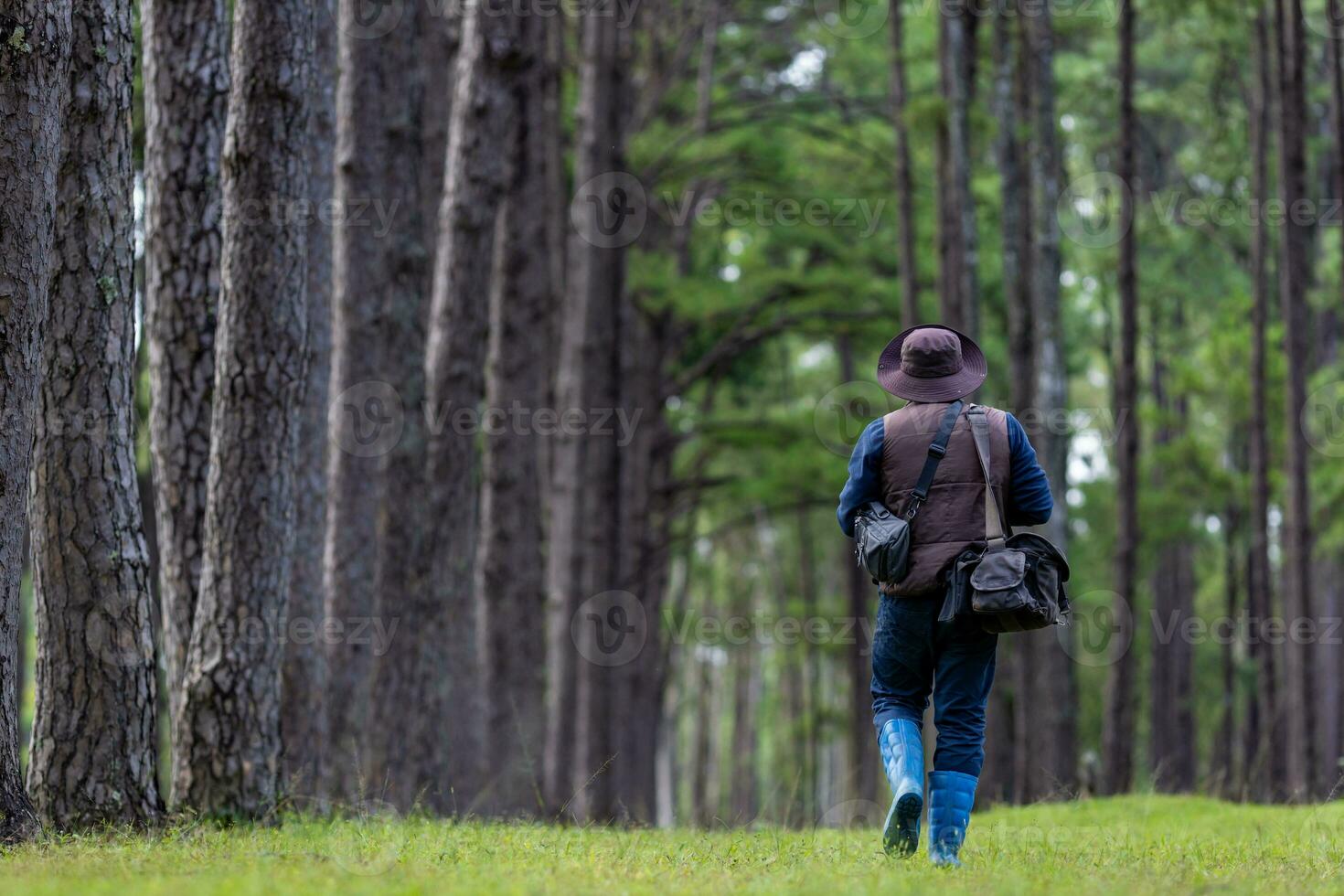 Biologist park ranger is patroling inside the evergreen conifer forest for surveying native and invasive biodiversity plant organism and food security usage photo