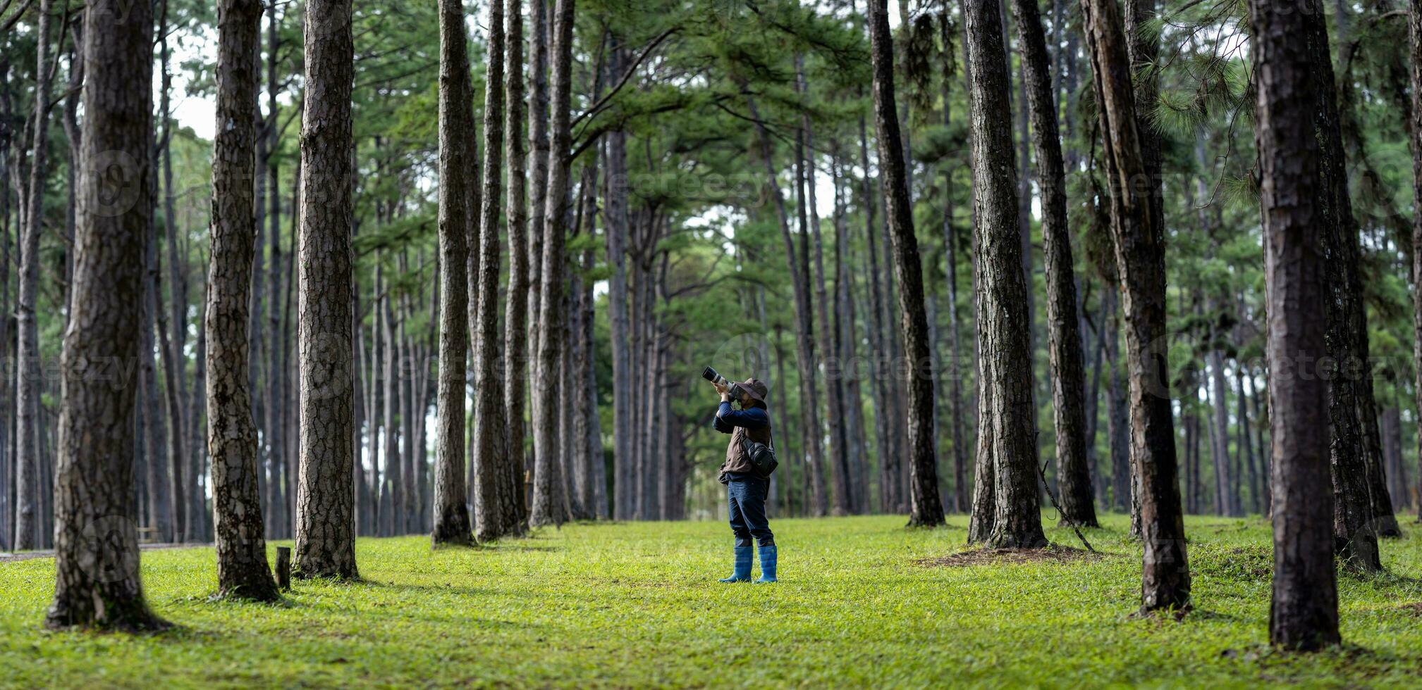 Photographer is taking photo of the new discovering bird species while exploring in the pine forest for surveying and locating rare biological diversity and ecologist on field study usage