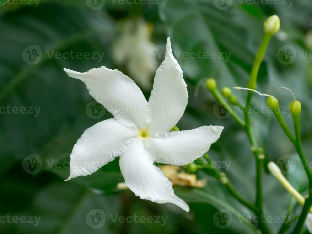 gardenia jasminoides flor en el oscuro antecedentes. foto