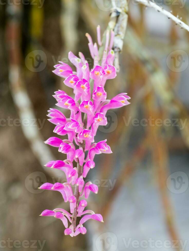 Close-up of pink orchids. photo
