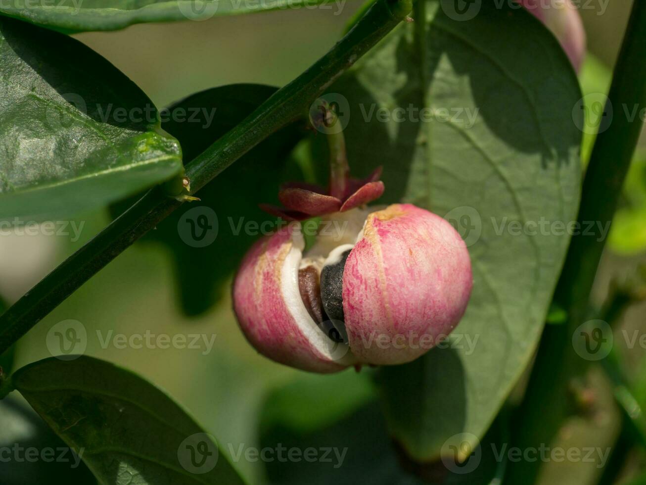 Seed of Sauropus androgynus, star gooseberry or sweet leaf. photo