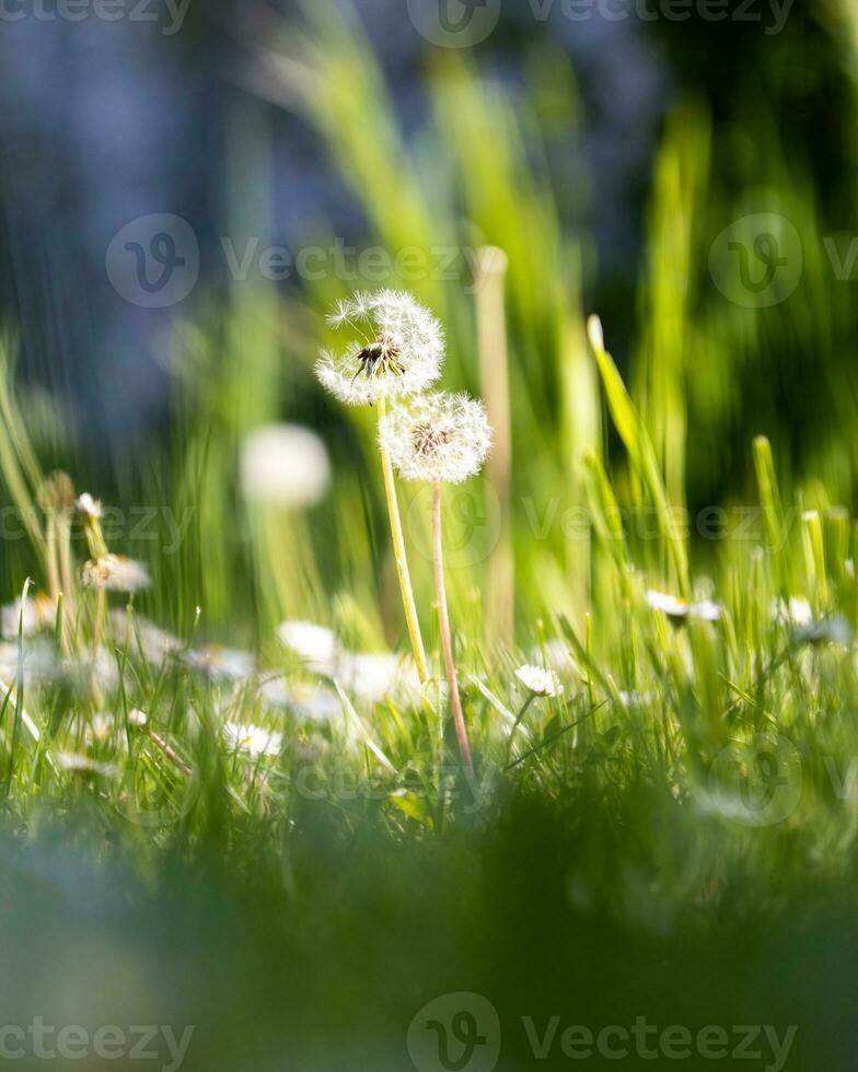 par de diente de león uno no Perfecto cerca arriba Disparo retrato foto