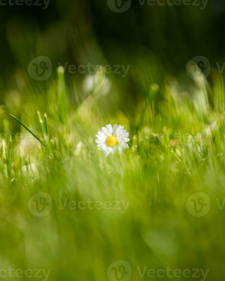 Daisy in grass field close up shot portrait photo