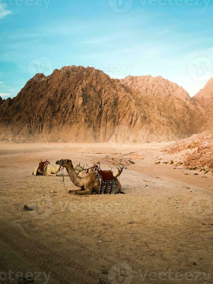 Camel in the desert in front of a mountain in bright daylight photo