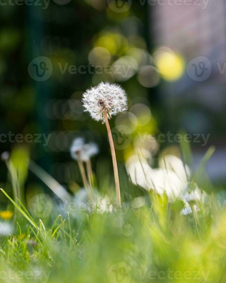 Dandelion Close up shot closed bud in sunlight photo