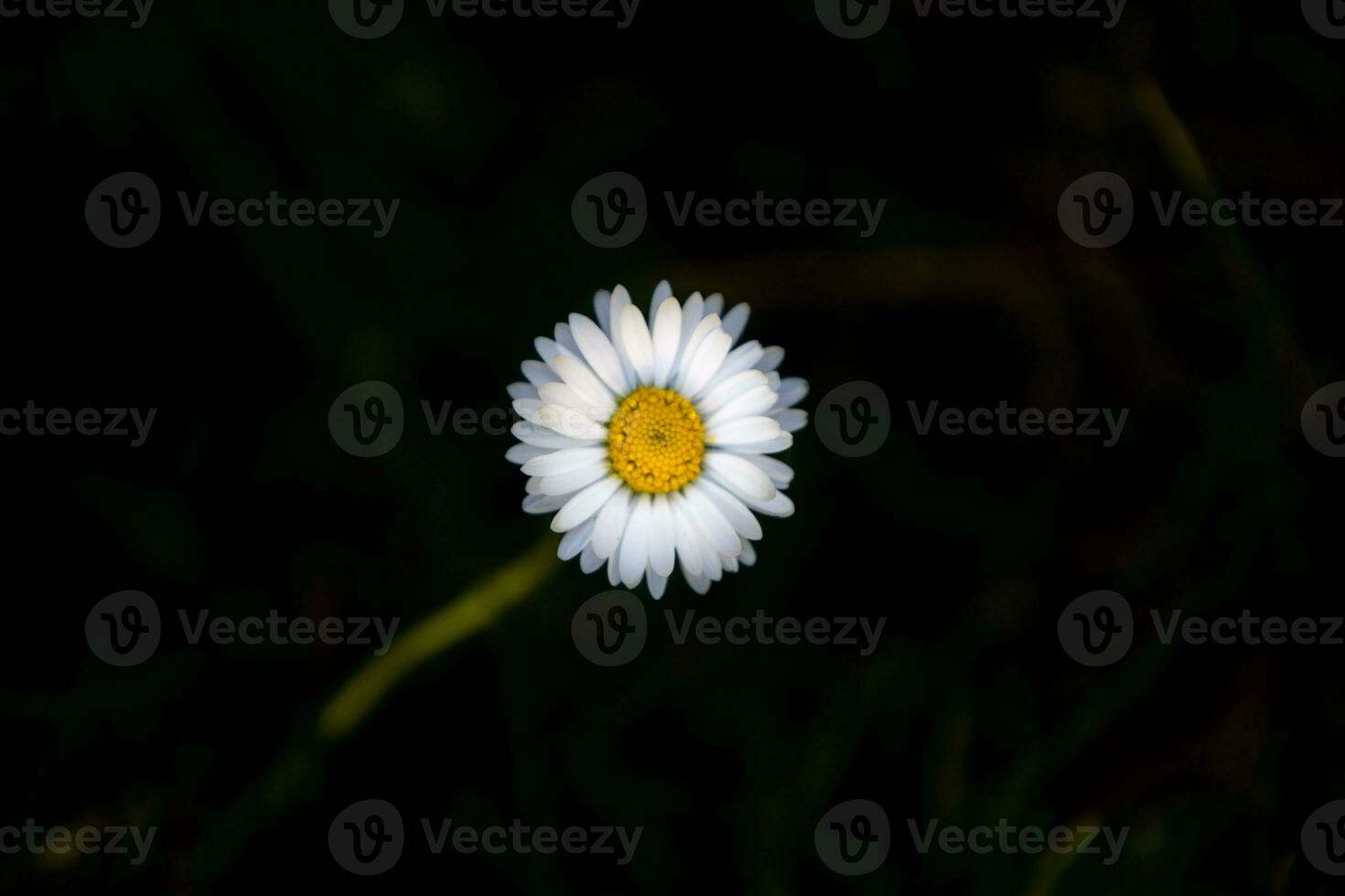 Daisy close up photograph from top shot photo