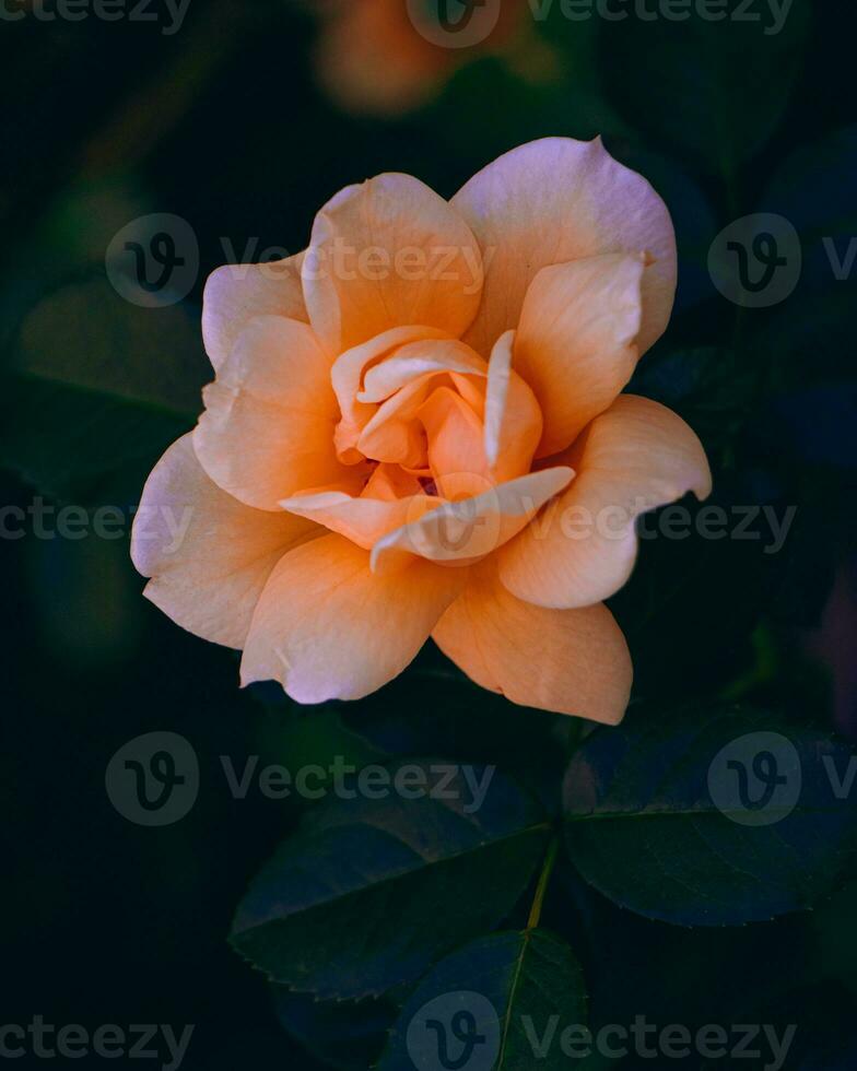 Macro shot of a beatiful orange flower on a dark background photo