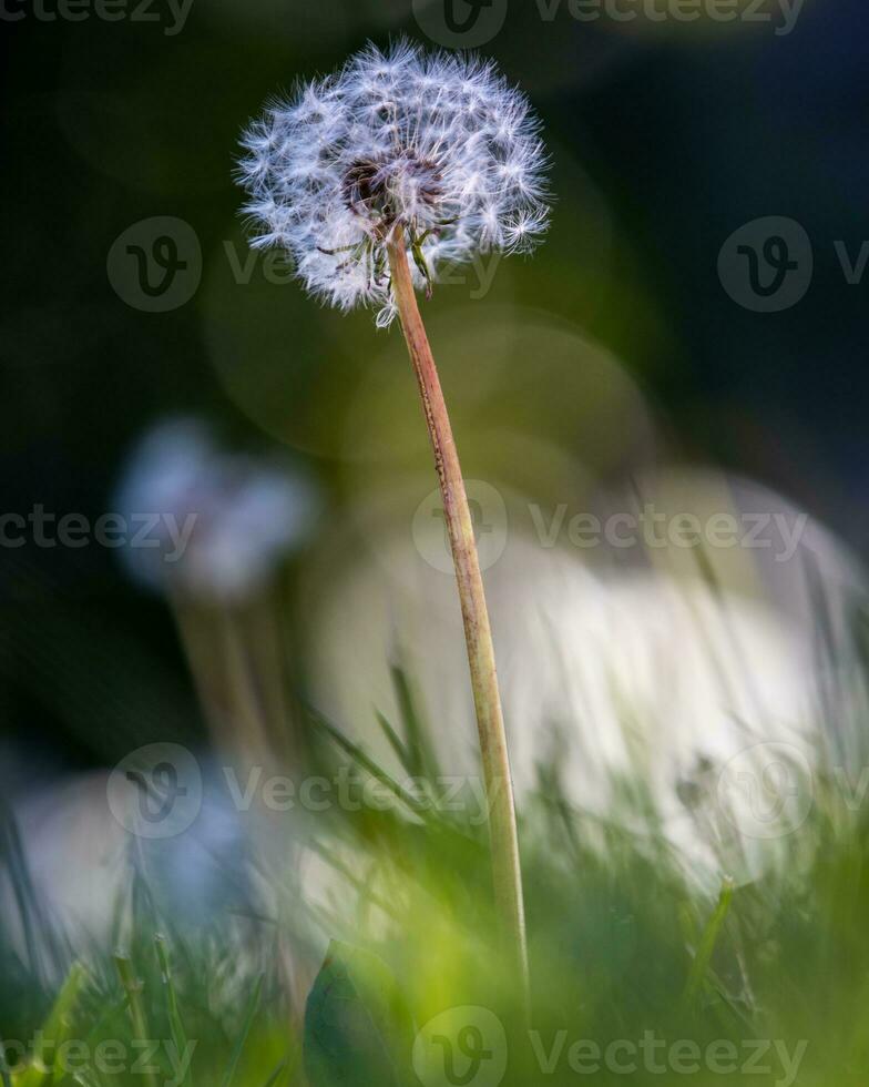 diente de león cerca arriba Disparo cerrado brote en luz de sol foto