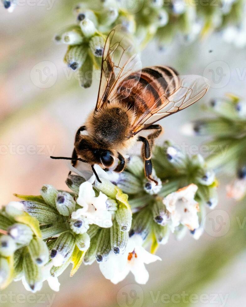 Macro shot of a bee on a plant photo