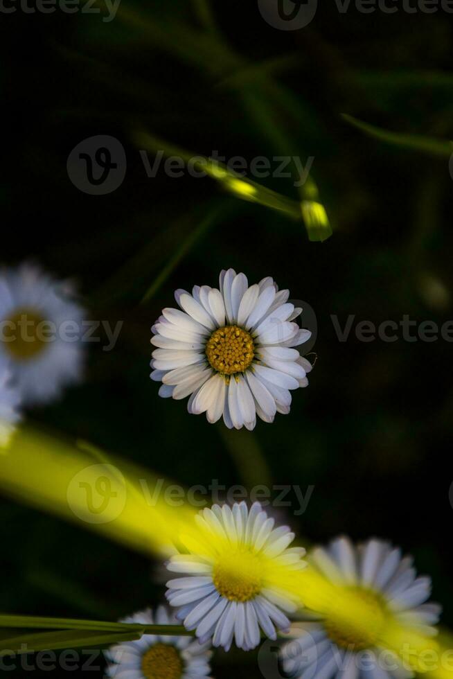 Daisy close up photograph from top shot photo