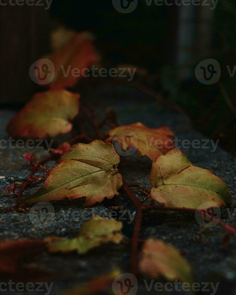 Macro shot of beatiful green and red leaves in autumn laying on some cobblestone photo