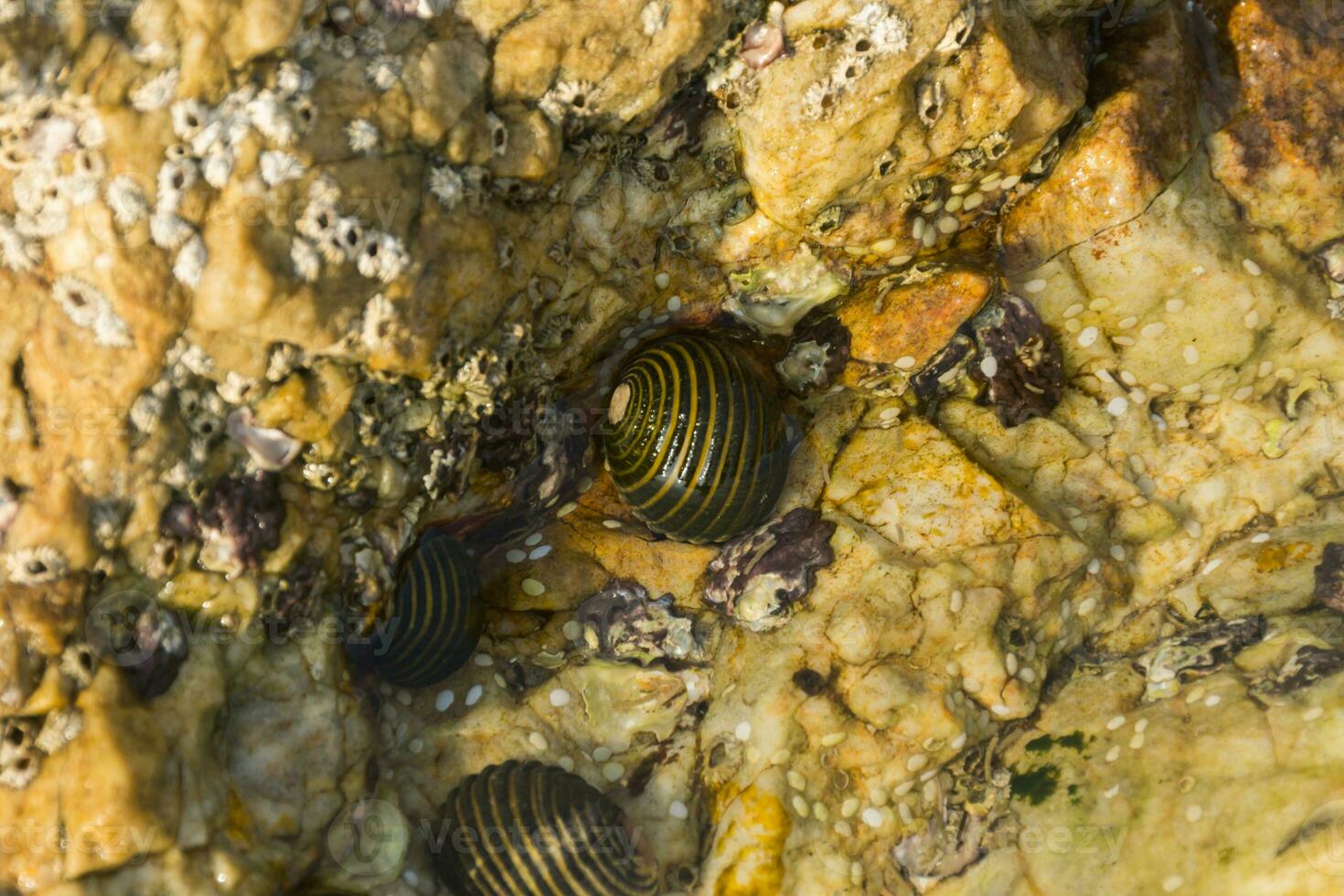 Shells on the rocks photo